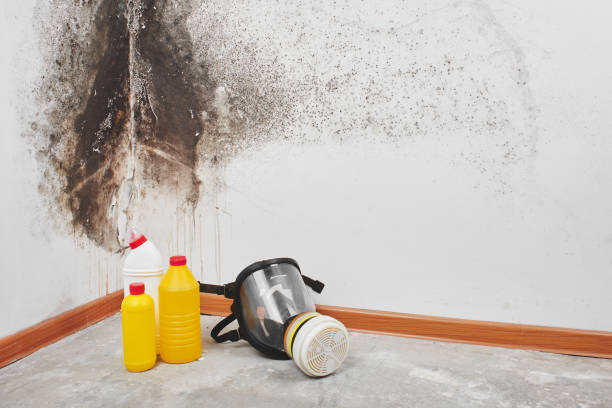 Best Home Mold Removal  in Fairfax, IA