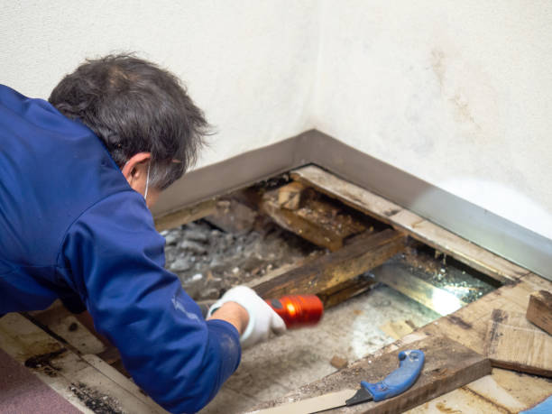 Best Water Damage Restoration  in Fairfax, IA