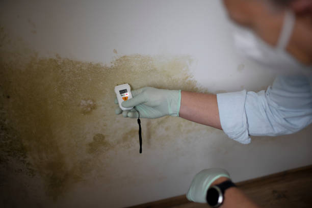 Home Mold Removal in Fairfax, IA