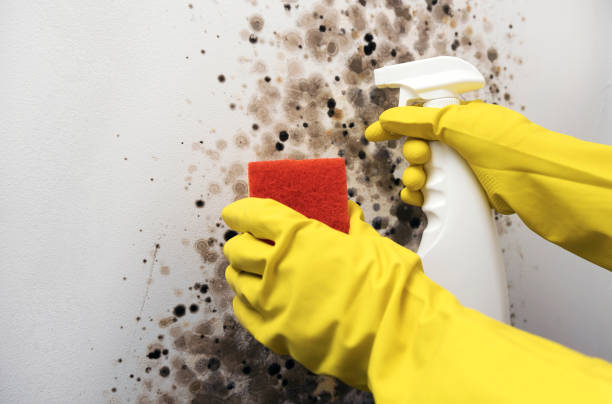 Best Affordable Mold Removal  in Fairfax, IA