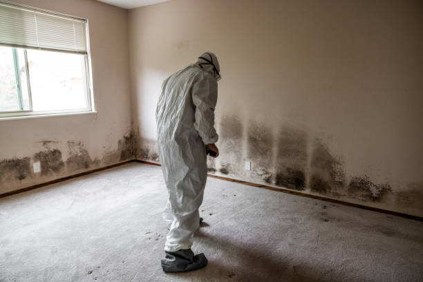 Best Mold Remediation  in Fairfax, IA
