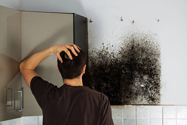 Best Mold Removal Company Near Me  in Fairfax, IA