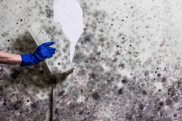 Fairfax, IA Mold Removal Company