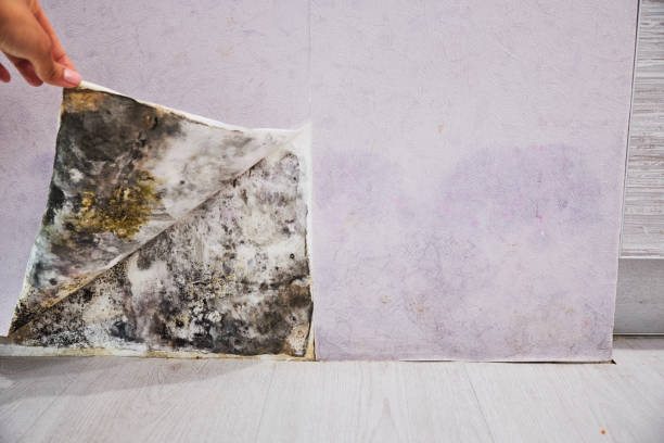 Best Mold Damage Repair  in Fairfax, IA